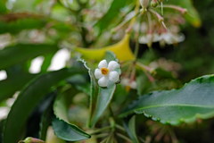 佐川 牧野公園　万両の花の任務完了。
