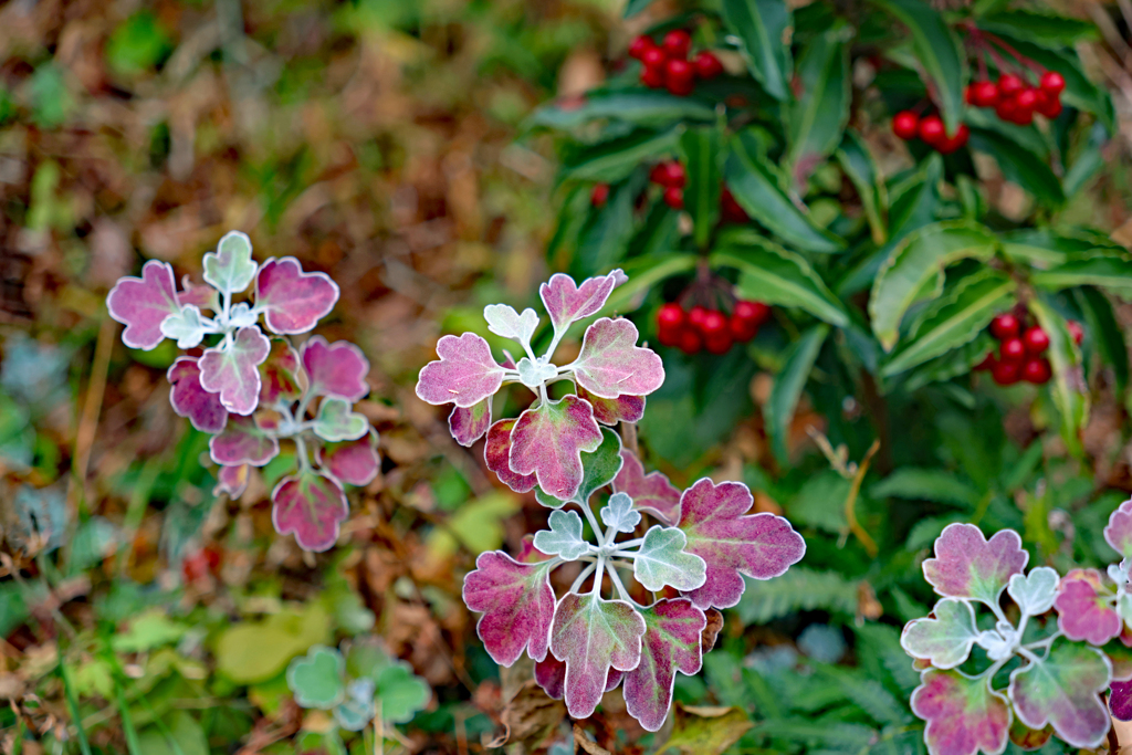 ノジギクの葉も色づき始めました
