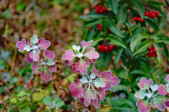 ノジギクの葉も色づき始めました