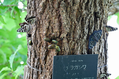 ナラガシワに集まる昆虫たち