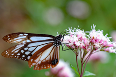 アサギマダラに出会えました
