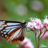 アサギマダラに出会えました