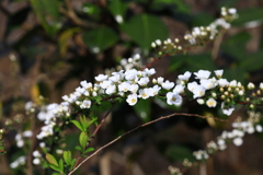 佐川　牧野公園　ユキヤナギ