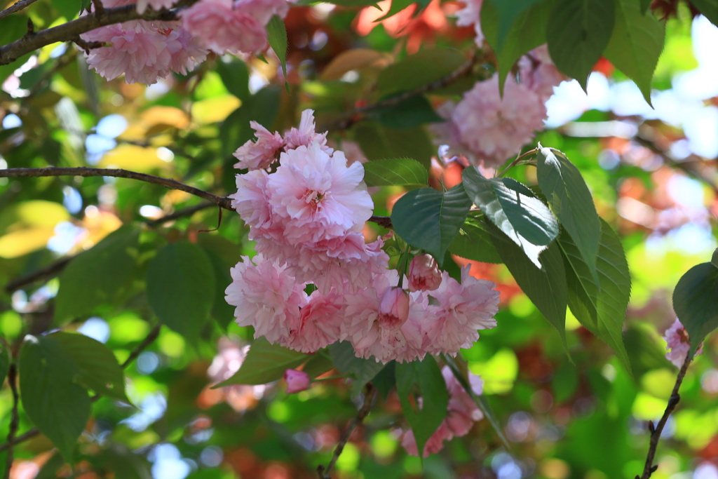 高知　牧野植物園　八重咲の桜が咲いてました②