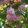 高知　牧野植物園　八重咲の桜が咲いてました②