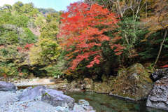 仁淀川町 安居渓谷 紅葉
