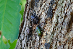 ナラガシワに集まる昆虫たち２