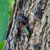 ナラガシワに集まる昆虫たち２