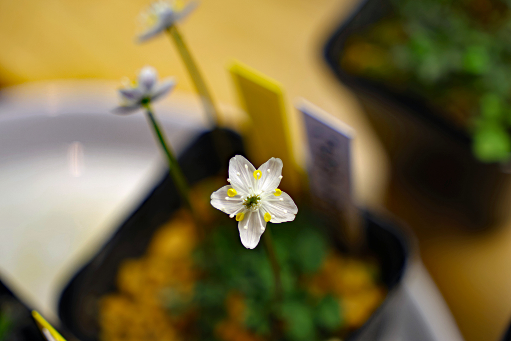 高知県立牧野植物園 販売用のバイカオウレン