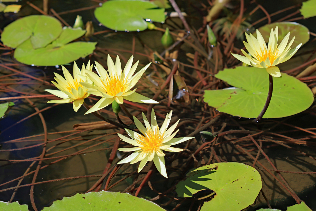 高知県立牧野植物園１