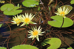 高知県立牧野植物園１