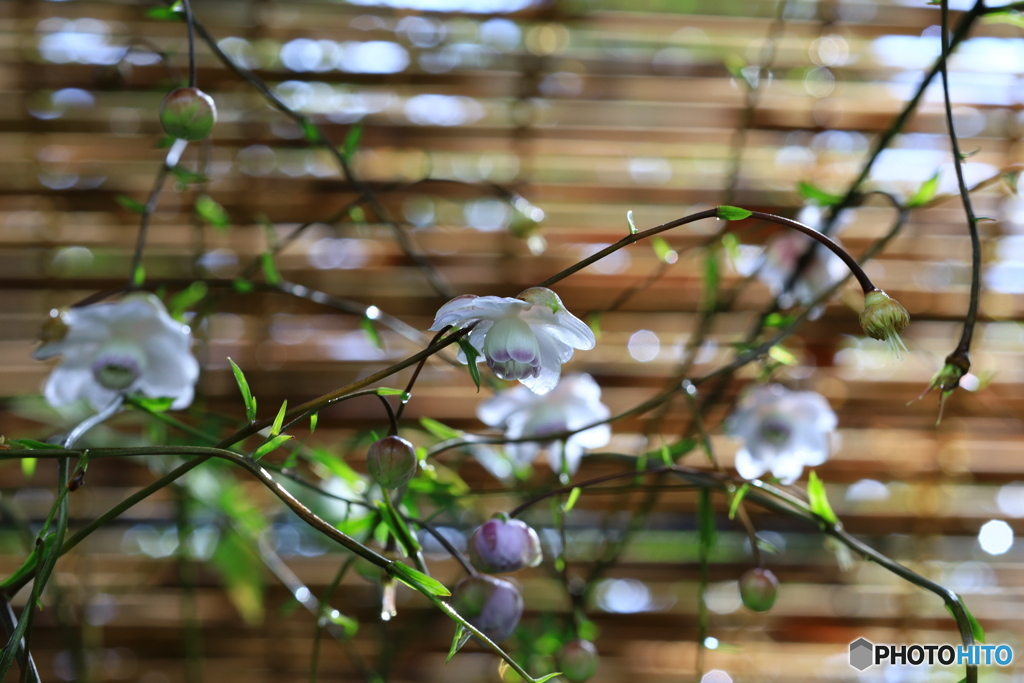 高知 雨の植物園 レンゲショウマ