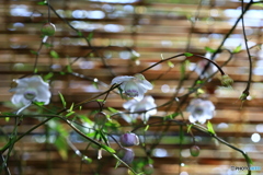 高知 雨の植物園 レンゲショウマ