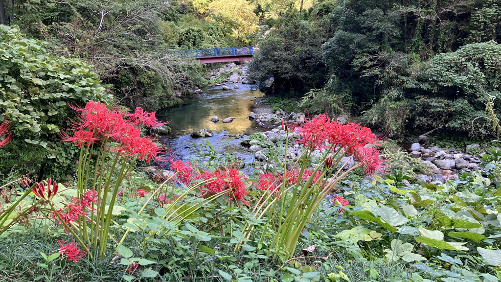 鏡川と彼岸花２