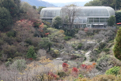 牧野植物園　温室と50周年記念庭園の一部