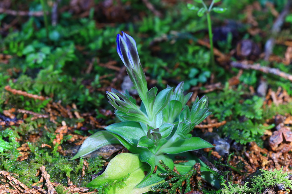 佐川　牧野公園　ハルリンドウ開花間近！