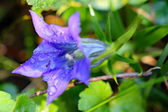 雨上がりの植物園