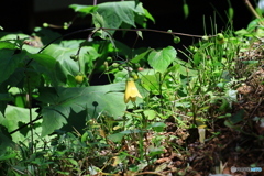 佐川 牧野公園 キレンゲショウマ