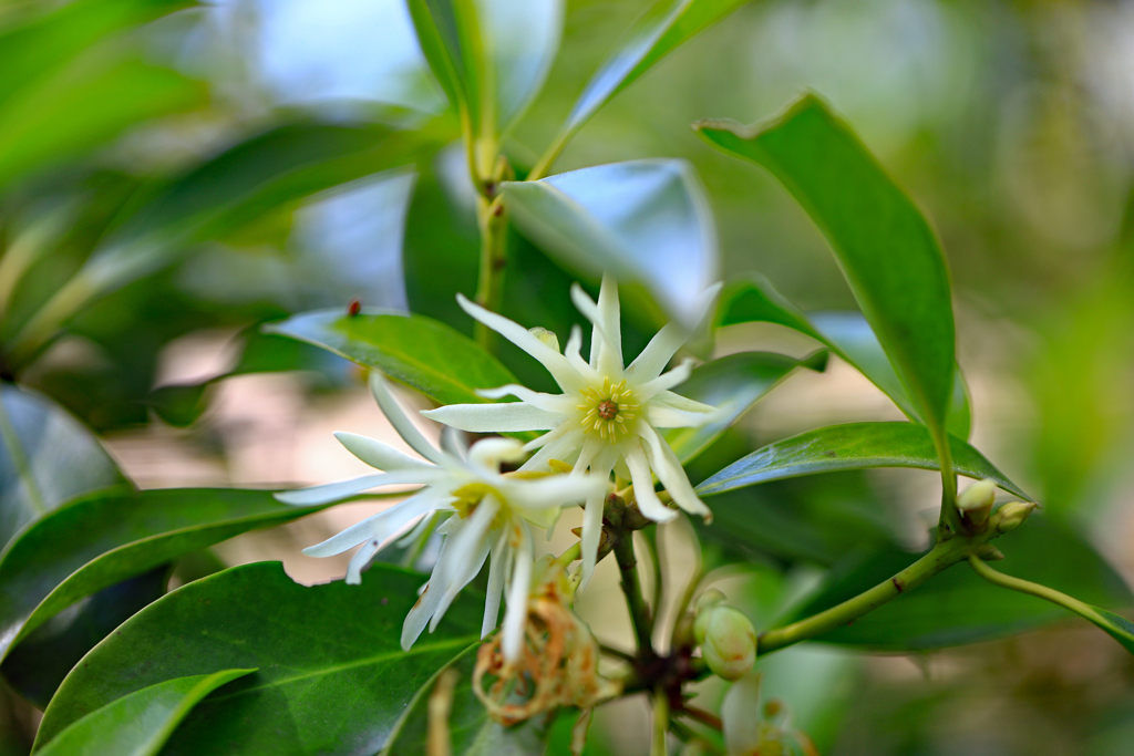 牧野植物園 シキミ