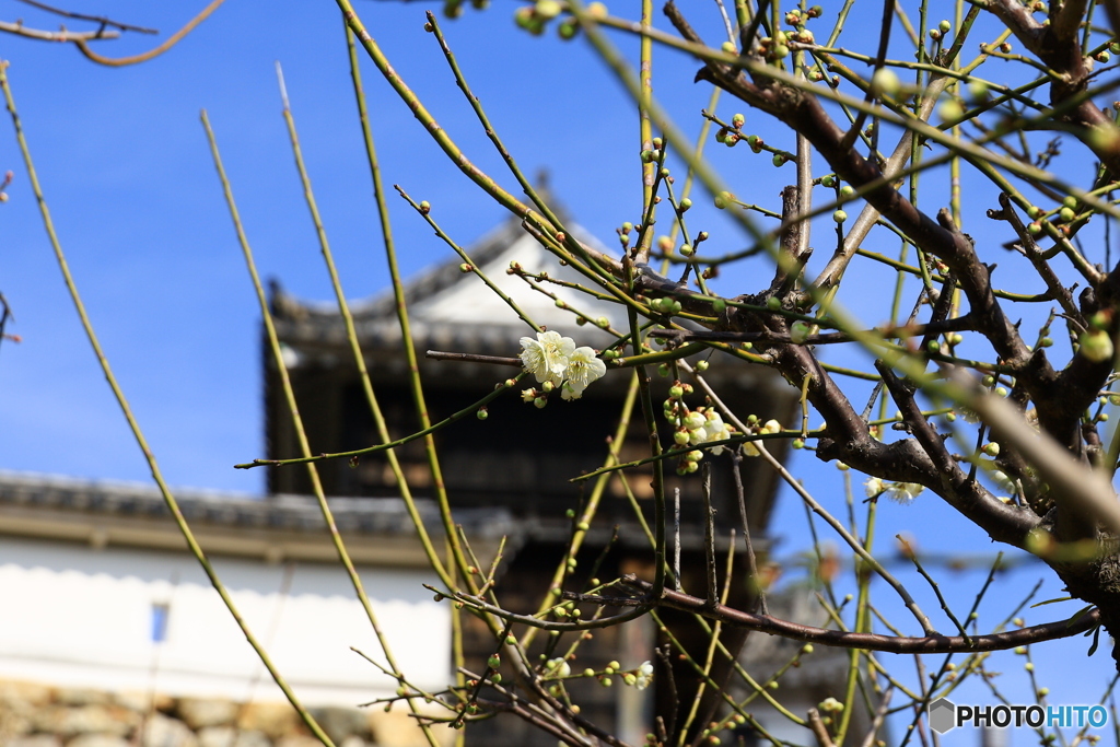 高知城の梅 2