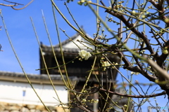 高知城の梅 2