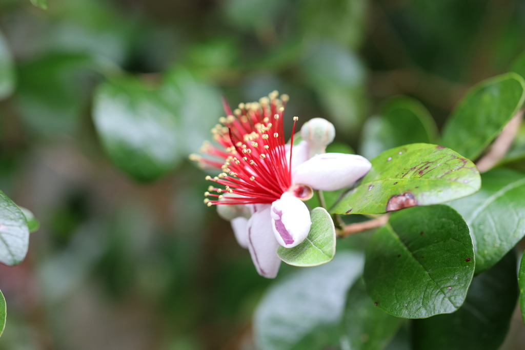 雨の植物園１