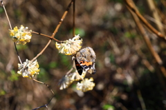 佐川　牧野公園　アカタテハ