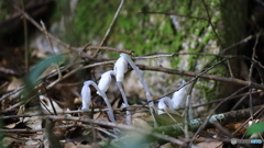 佐川　牧野公園　ギンリョウソウ