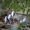 佐川　牧野公園　ギンリョウソウ