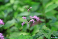 佐川 牧野公園 アワモリショウマ