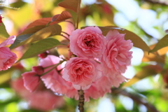 高知　牧野植物園　八重咲の桜が咲いてました①