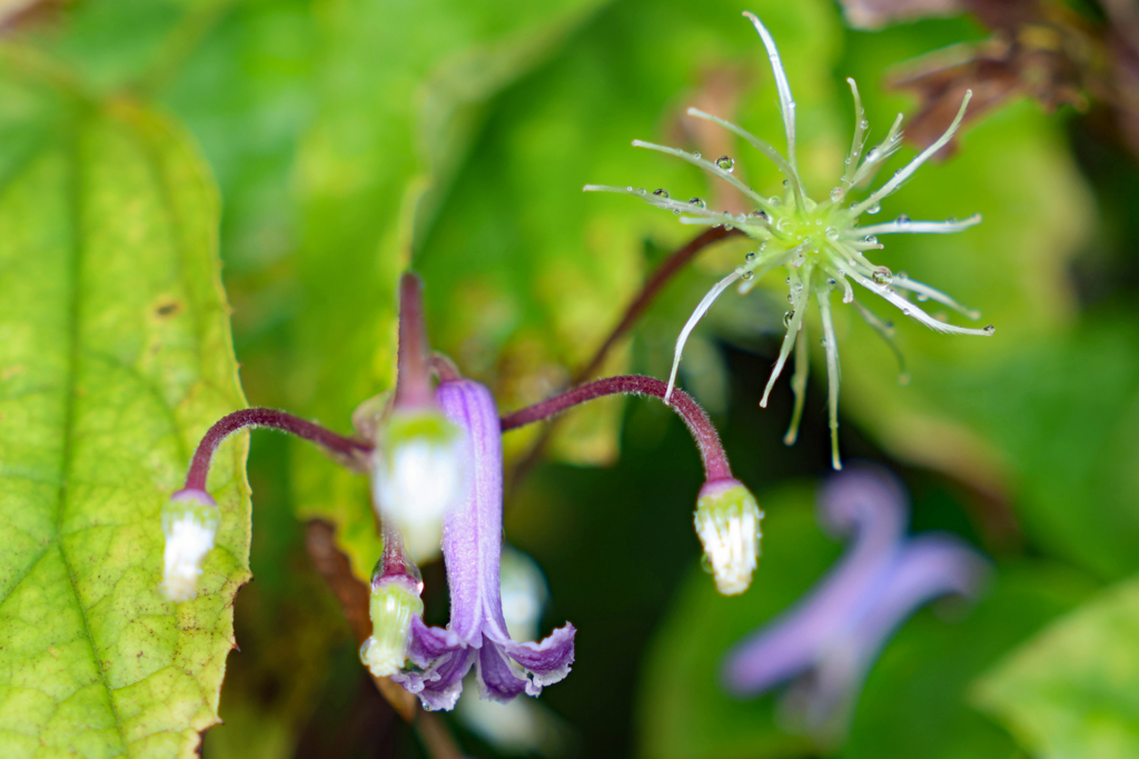 オオクサボタン