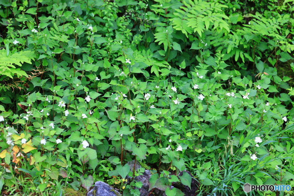 佐川 牧野公園 八重どくだみ満開１