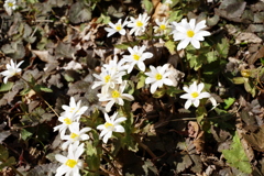 香美市 甫喜ヶ峰森林公園 雪割一華
