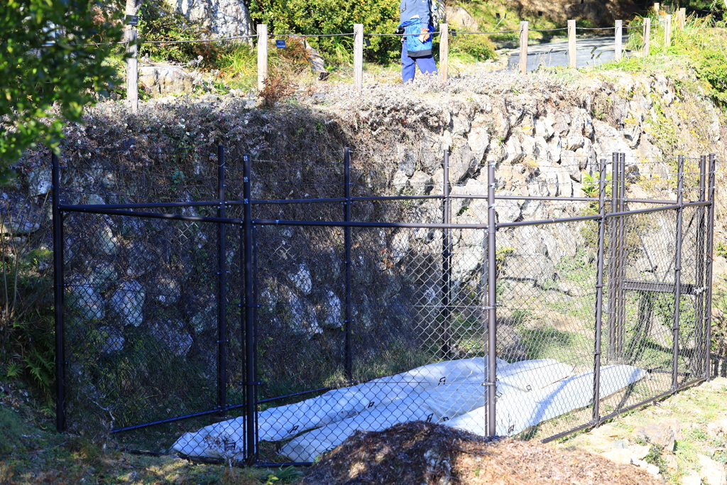 牧野植物園　怪しい植物植える準備