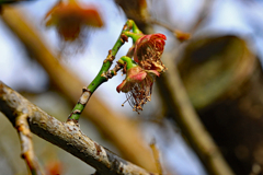 梅は花が終わり、次のステップに、
