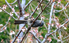 雨の佐川,牧野公園 早咲き桜にピヨ!