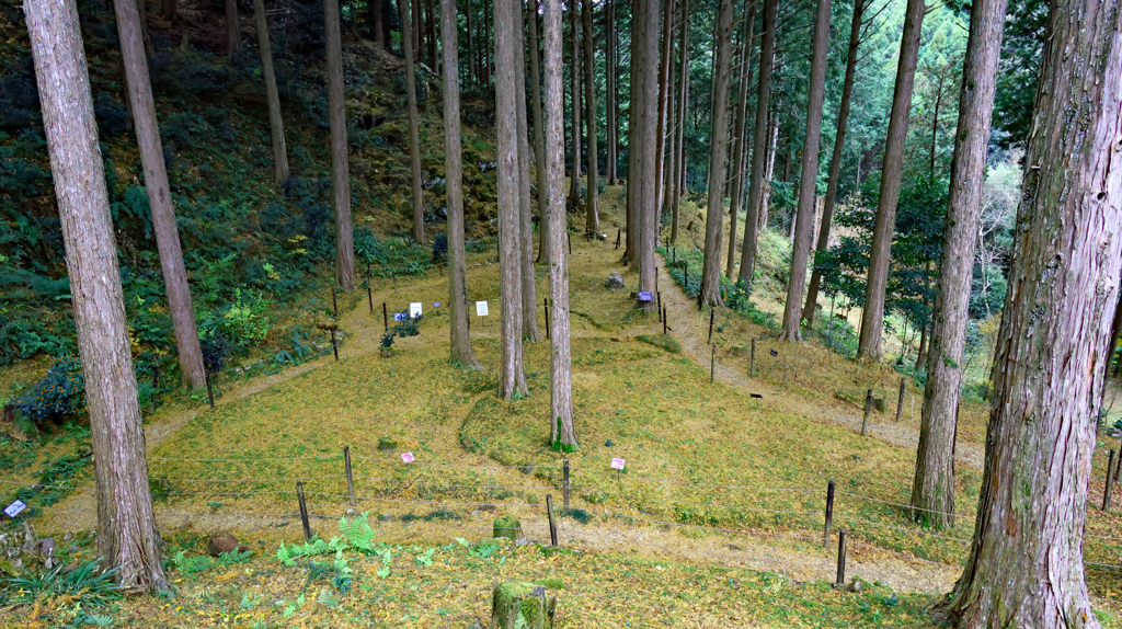 バイカオウレンの森