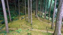 バイカオウレンの森