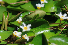 高知県立牧野植物園４