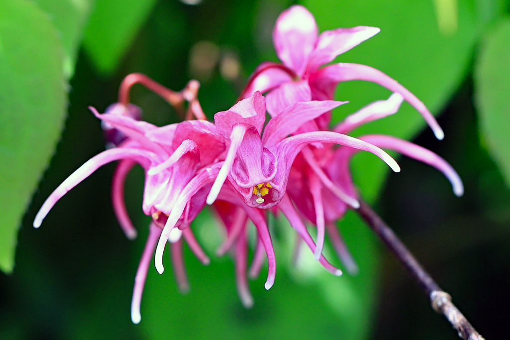 高知県立牧野植物園 イカリソウ 夕映