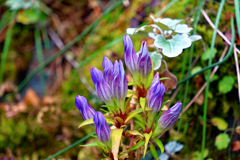 元気なリンドウのツボミ