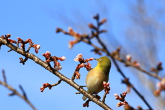 佐川 牧野公園２ 春ですよ