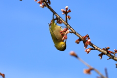 佐川 牧野公園１　春ですねぇ