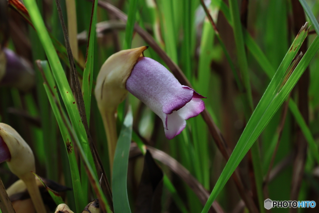 高知 植物園　ナンバンギセル