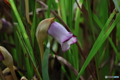 高知 植物園　ナンバンギセル