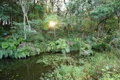 土佐の植物生態園エリア