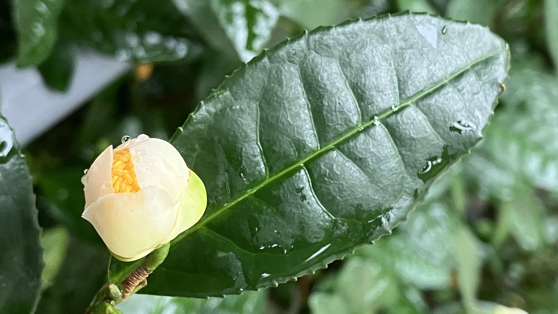 雨の植物園 6