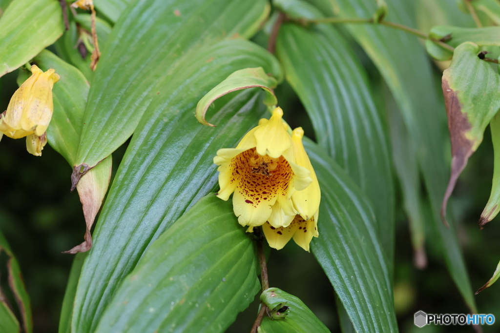 高知県立牧野植物園　ジョウロウホトトギス