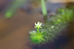 牧野植物園　ムジナモの花